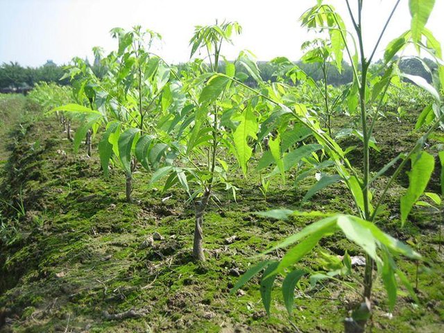 多须根薄壳山核桃容器育苗栽培技术