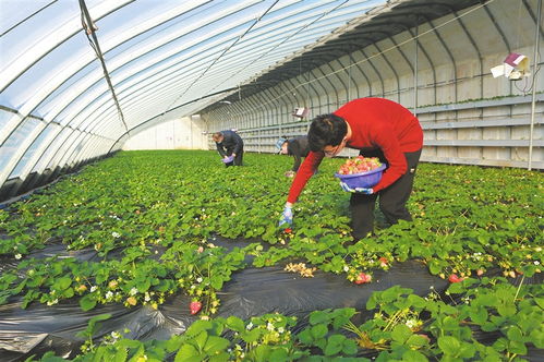 临汾 大棚草莓采摘销售忙